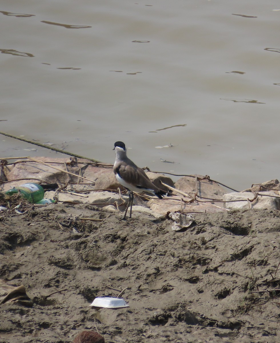 River Lapwing - ML643131612