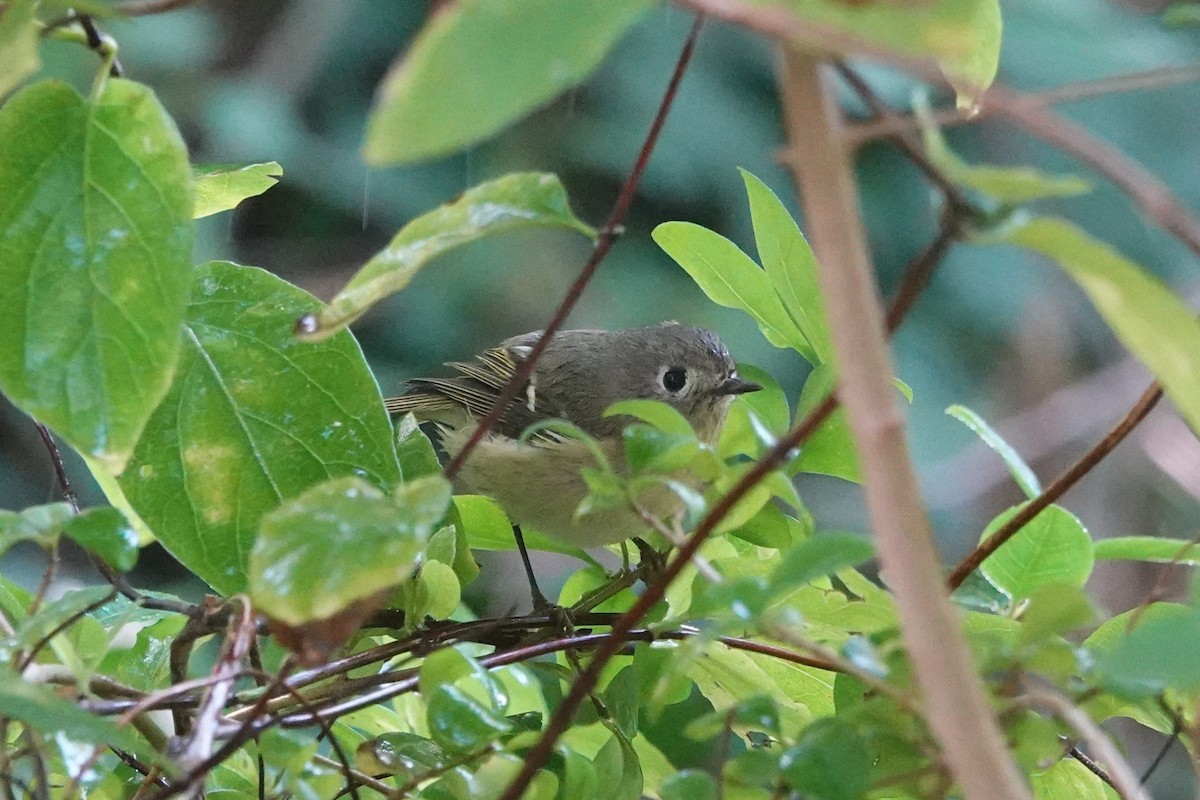 Ruby-crowned Kinglet - ML643131619