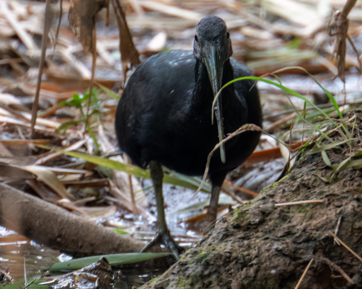 Green Ibis - ML643131634