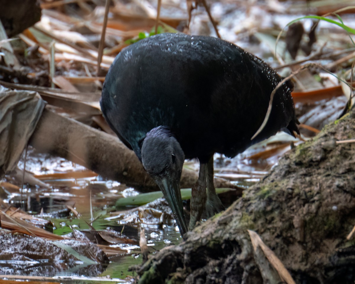 Green Ibis - ML643131635