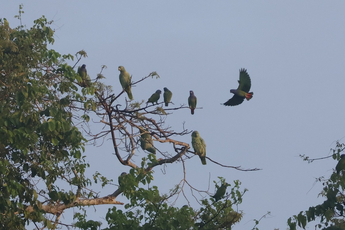 Mealy Amazon - ML643131680