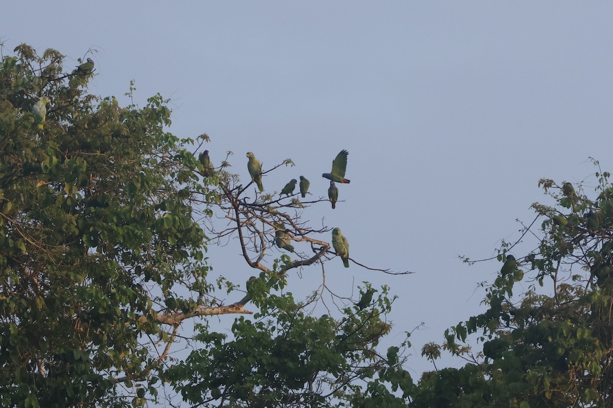 Mealy Amazon - ML643131681
