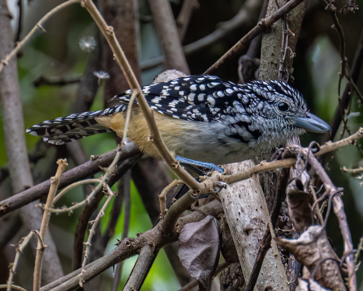 Spot-backed Antshrike - ML643131701