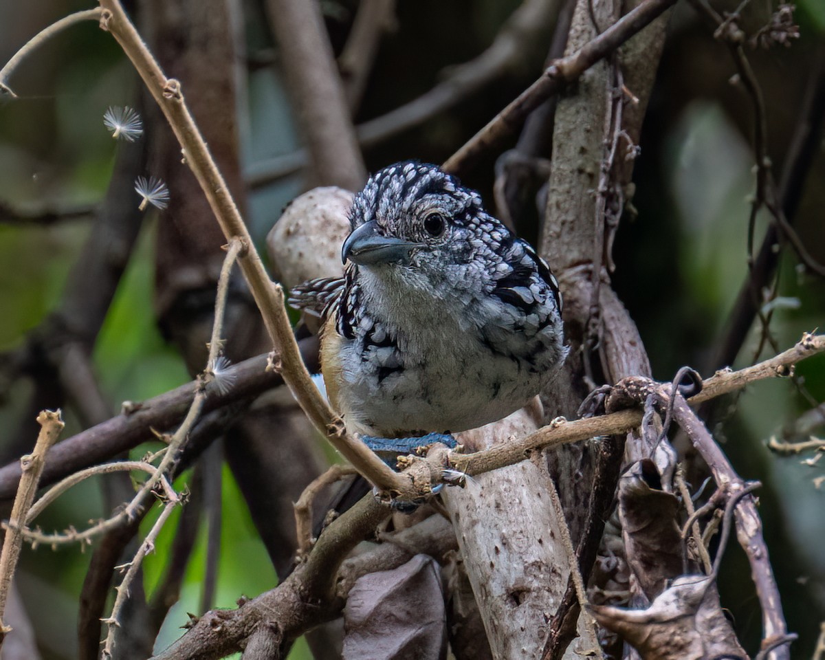 Spot-backed Antshrike - ML643131702
