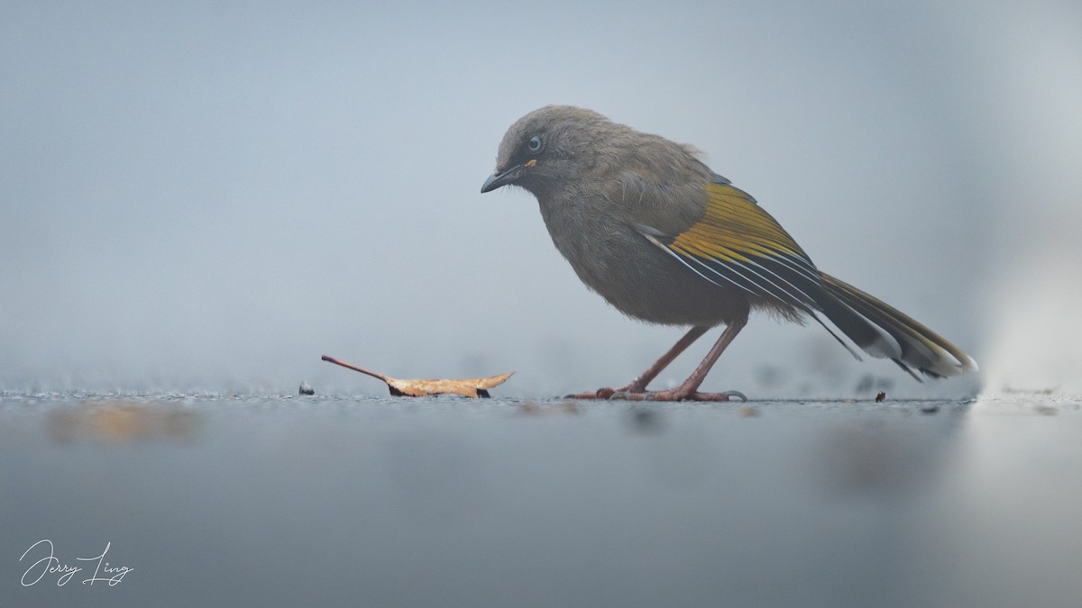 Elliot's Laughingthrush - ML643131703