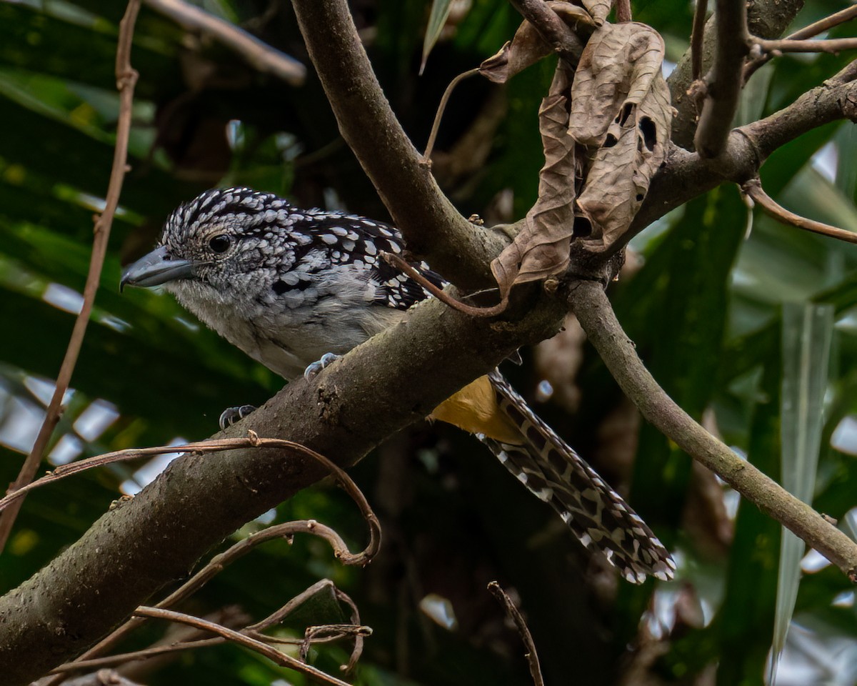 Spot-backed Antshrike - ML643131705