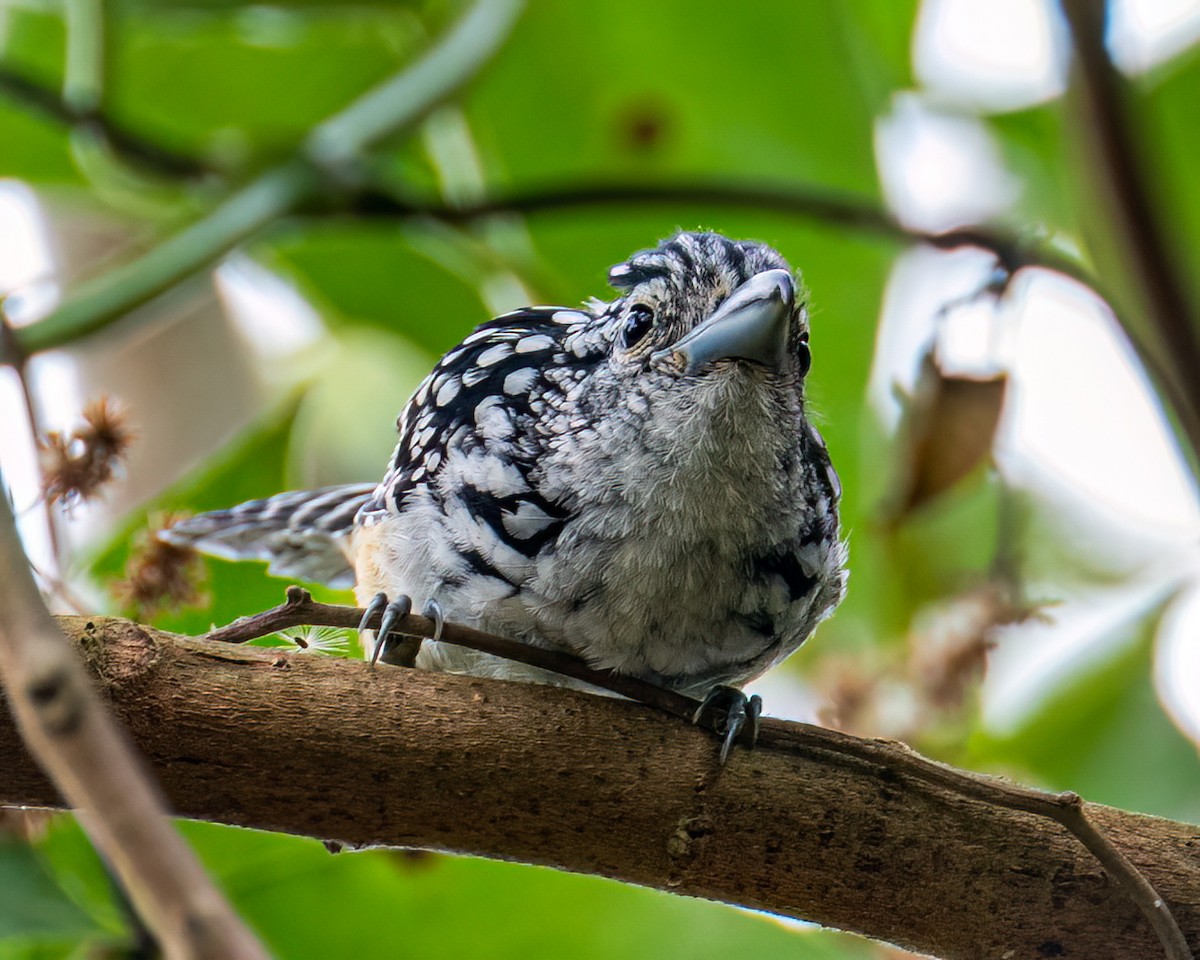 Spot-backed Antshrike - ML643131713
