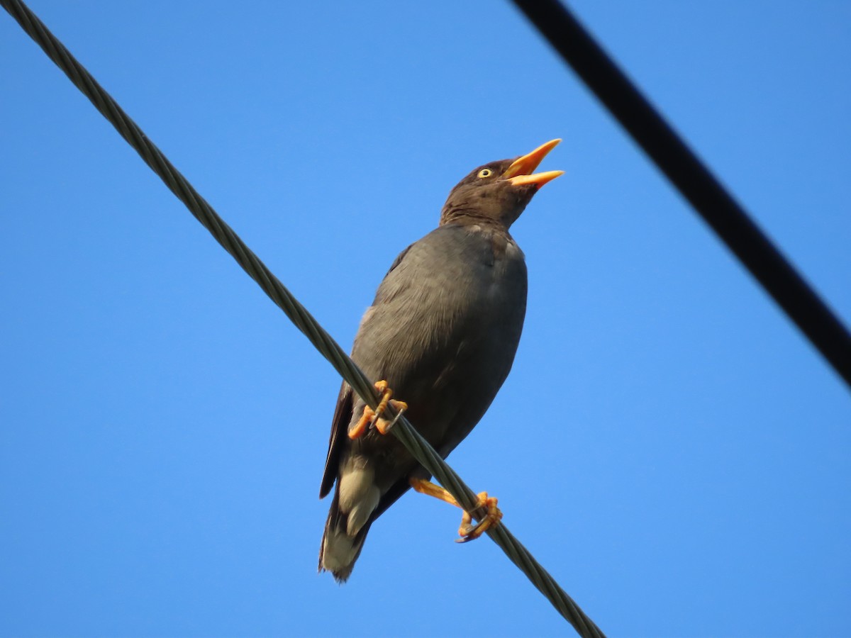 Javan Myna - ML643131725