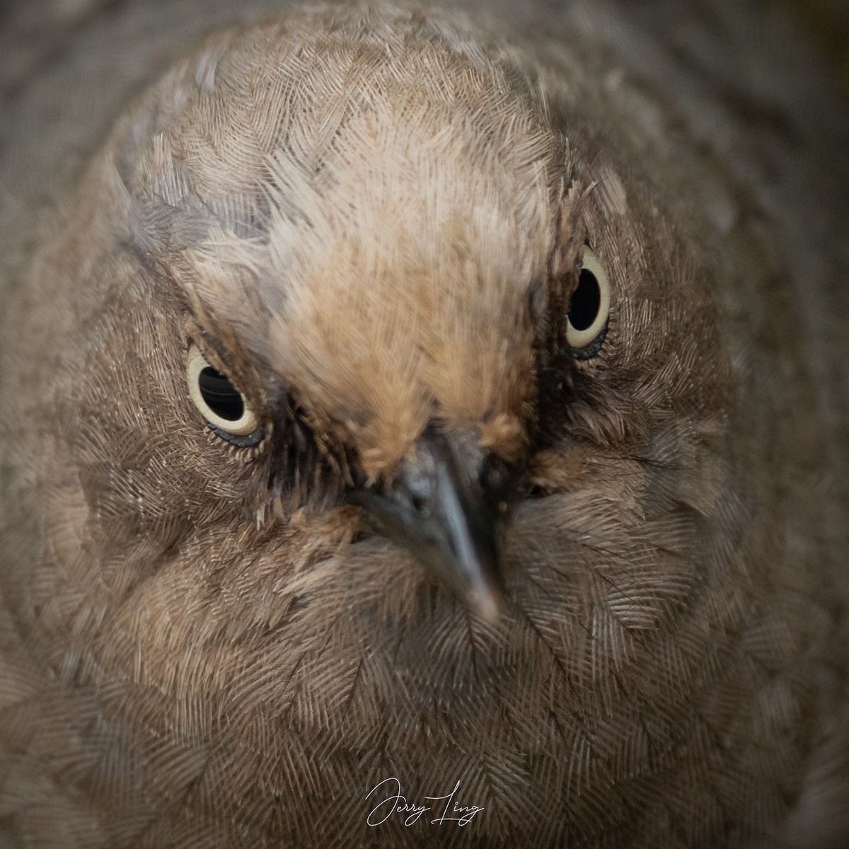 Elliot's Laughingthrush - ML643131738
