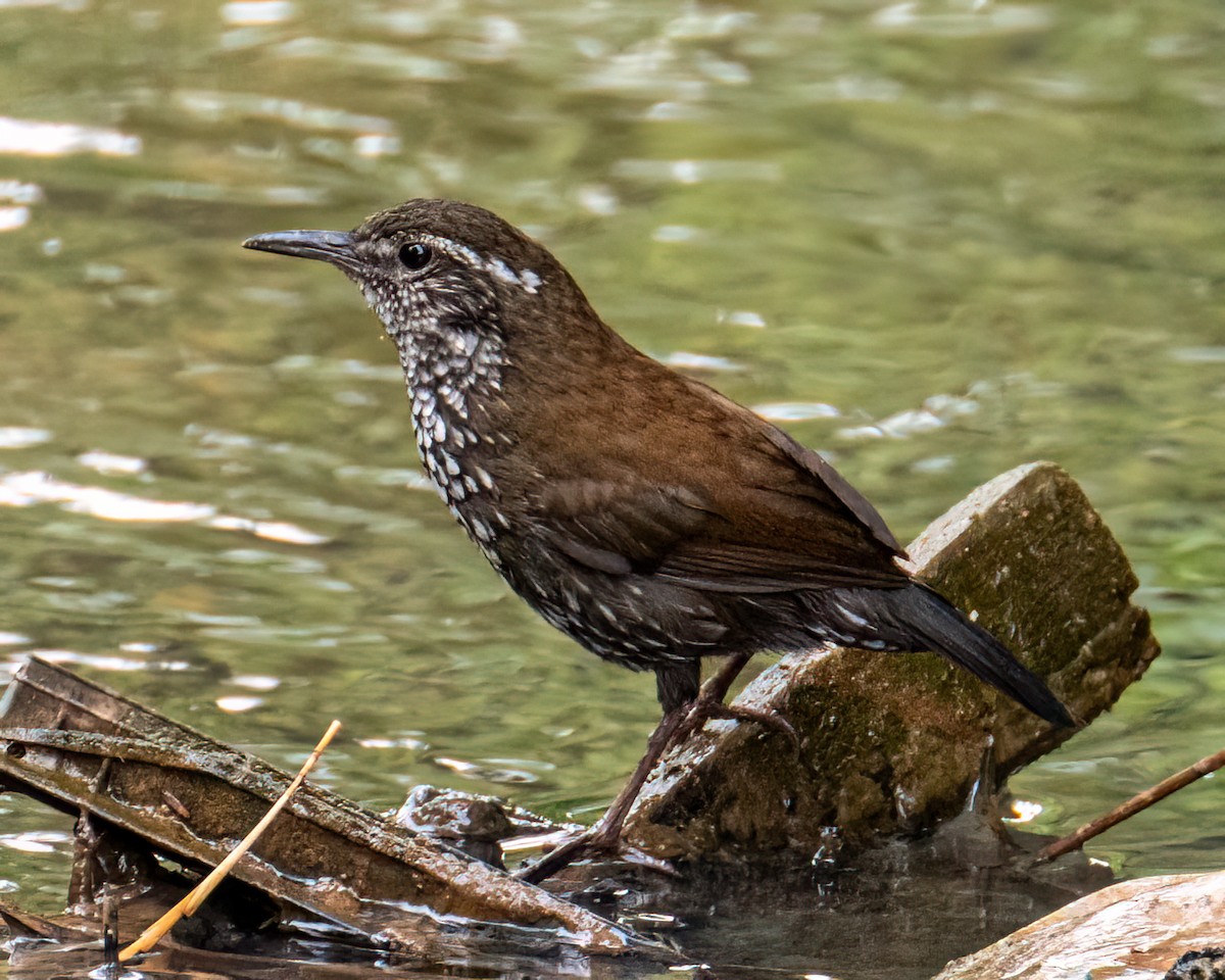 Sharp-tailed Streamcreeper - ML643131760