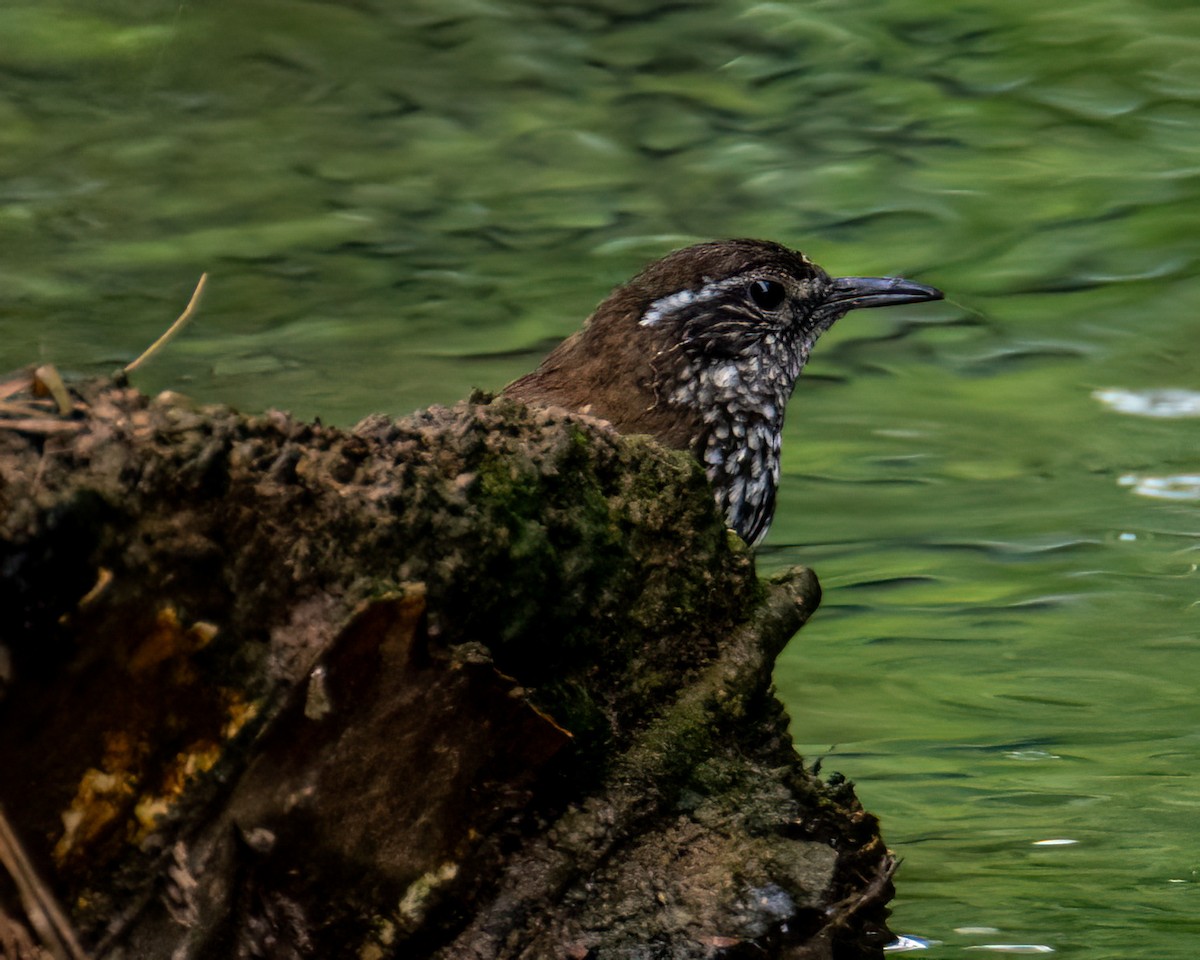 Sharp-tailed Streamcreeper - ML643131761