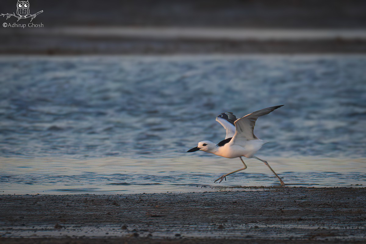 Crab-Plover - ML643131768