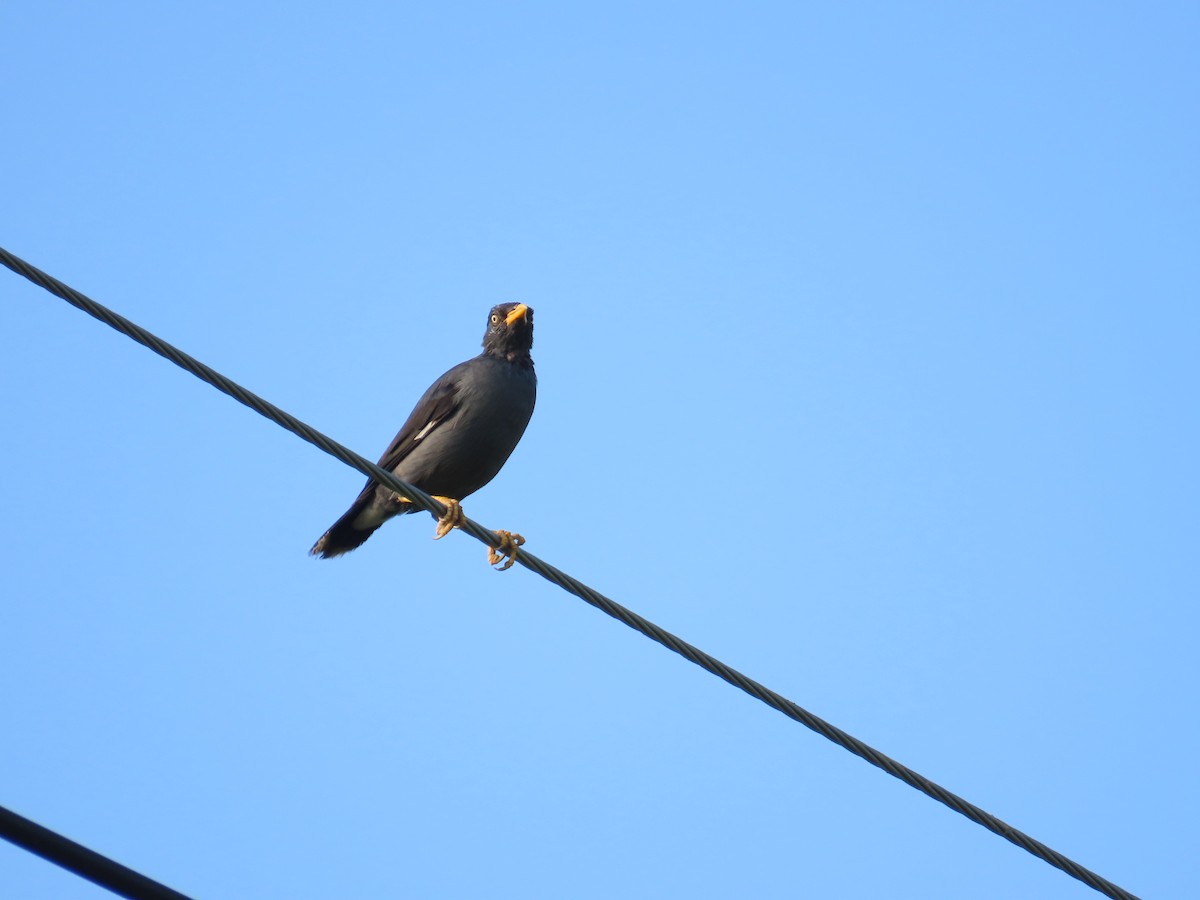 Javan Myna - ML643131797