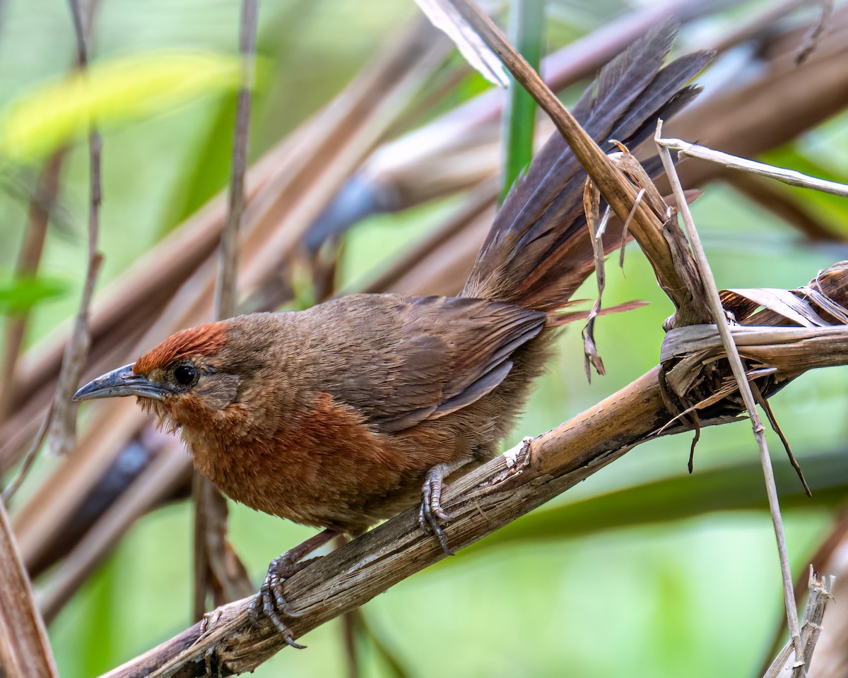 Orange-breasted Thornbird - ML643131799