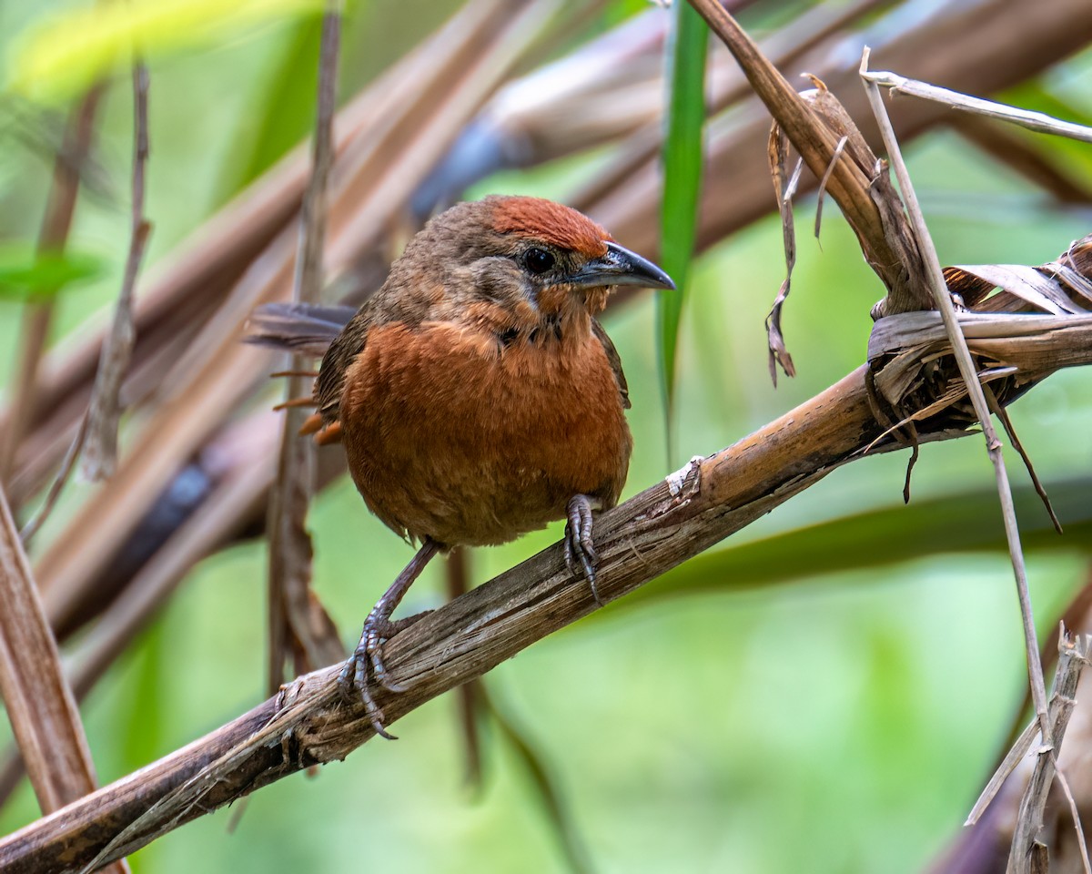Orange-breasted Thornbird - ML643131800