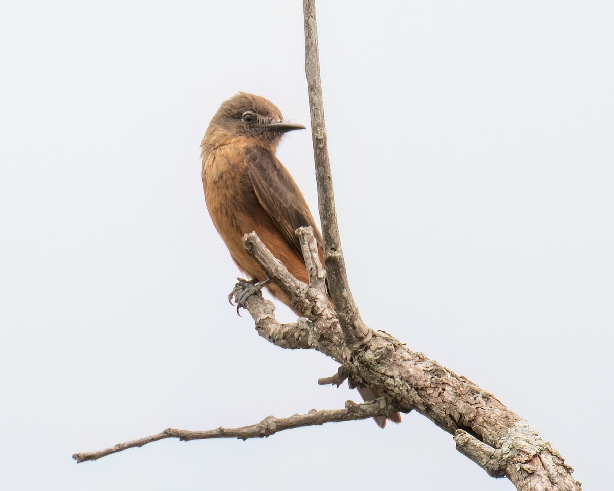 Cliff Flycatcher - ML643131811