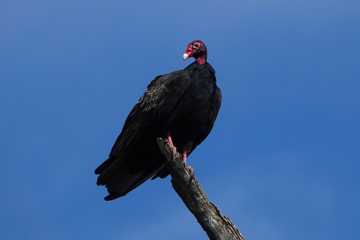Turkey Vulture - ML643131820