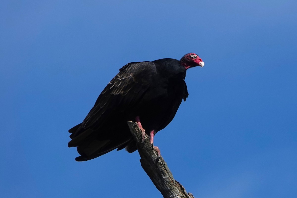 Turkey Vulture - ML643131821