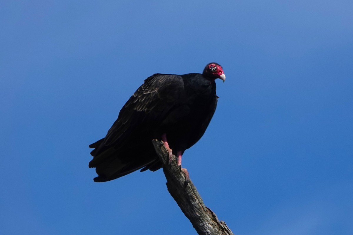 Turkey Vulture - ML643131822