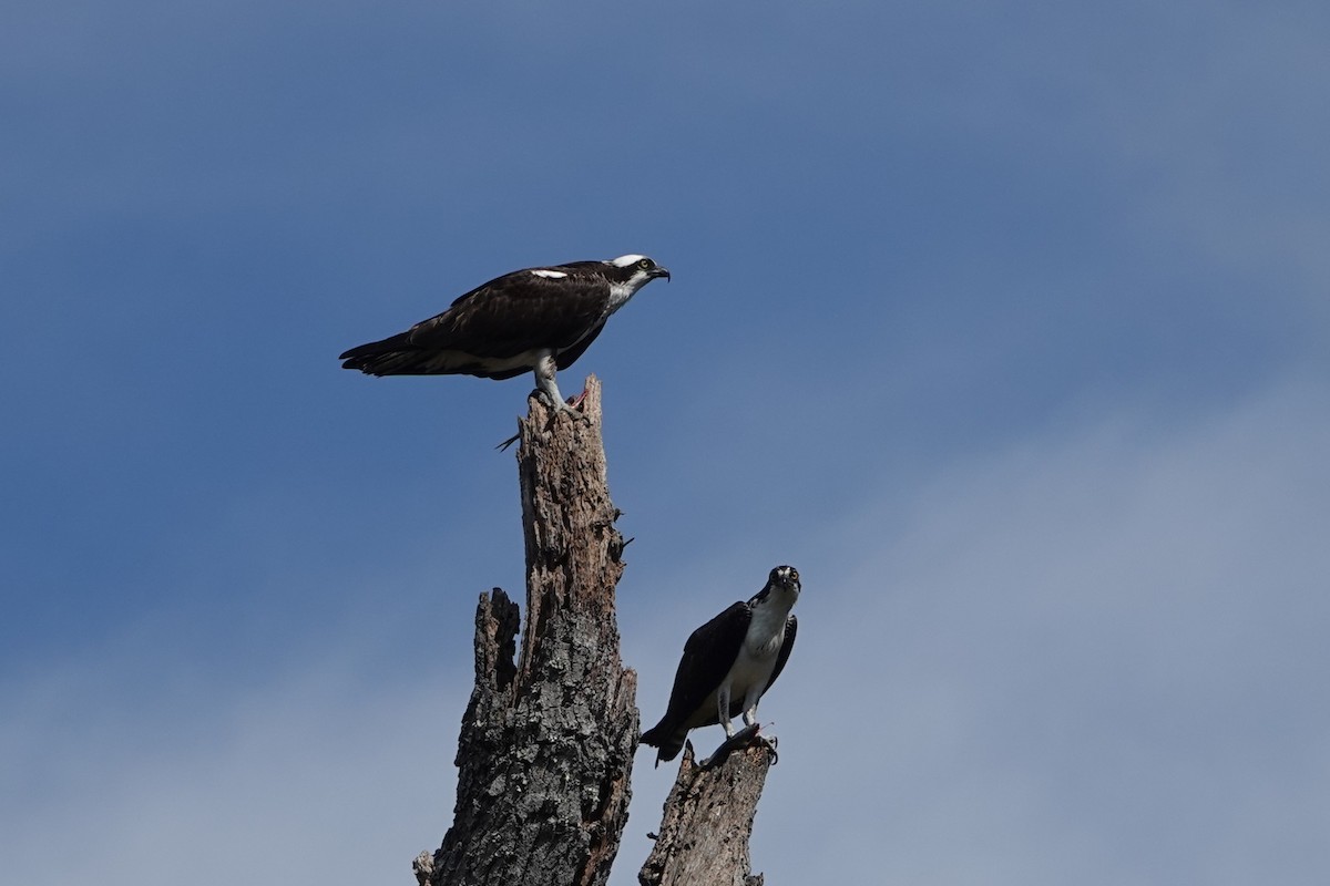 Osprey - ML643131827
