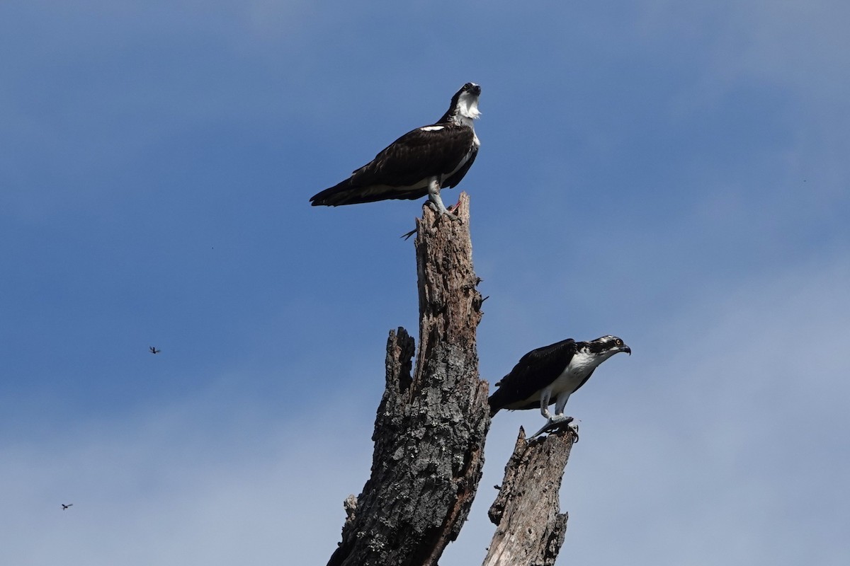 Osprey - ML643131828