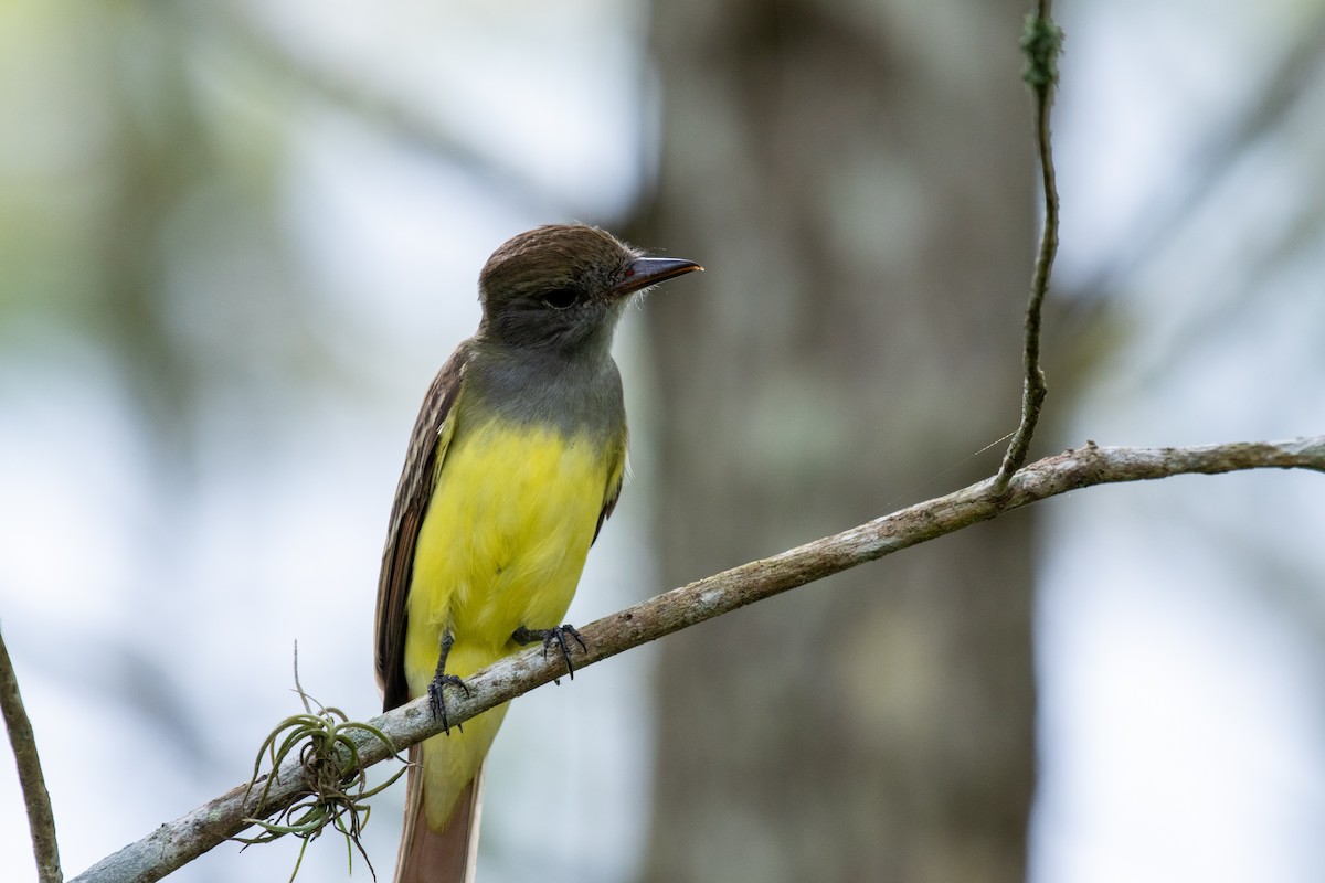Great Crested Flycatcher - Brian Bobowski