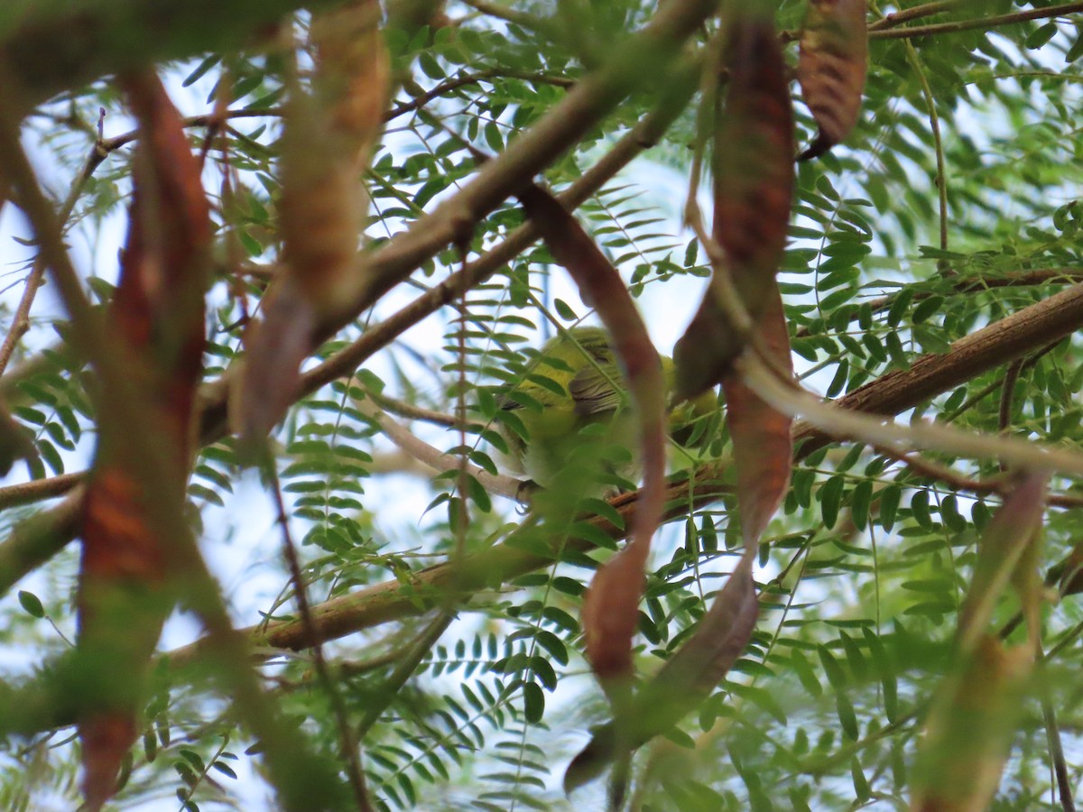 Swinhoe's White-eye - ML643131857