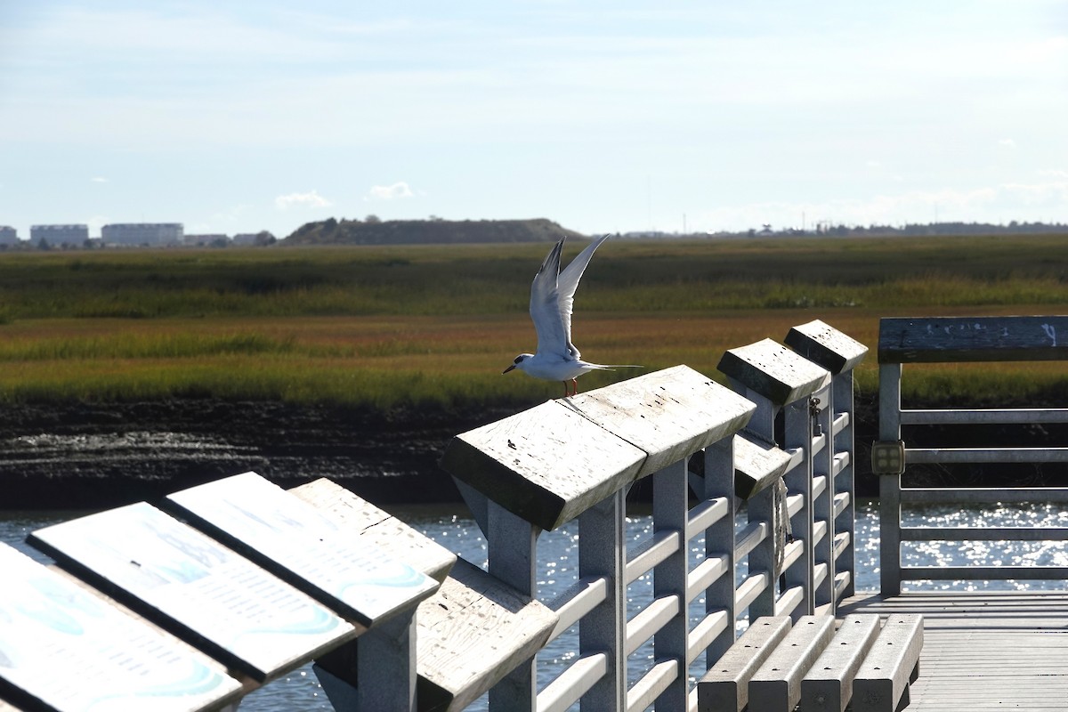 Forster's Tern - ML643131884