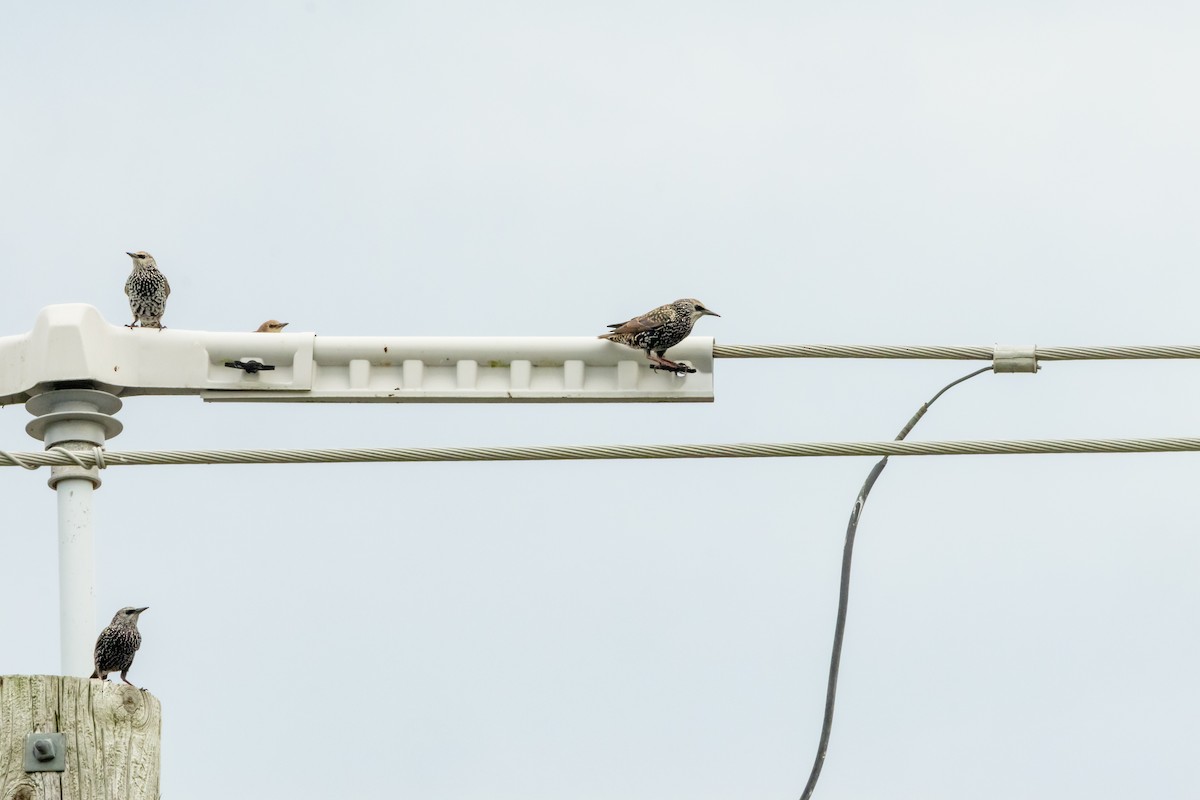 European Starling - ML643131894