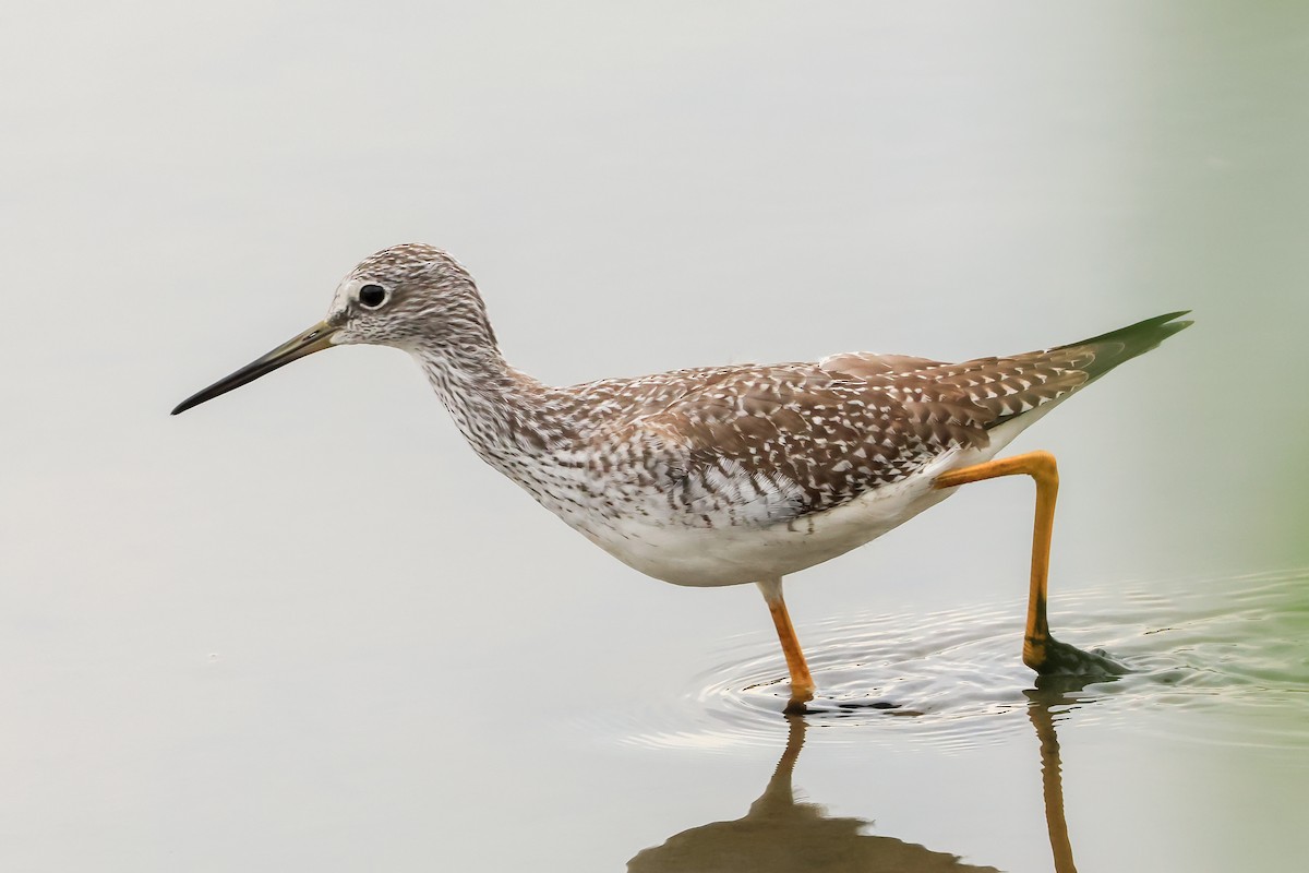 Greater Yellowlegs - ML643131895