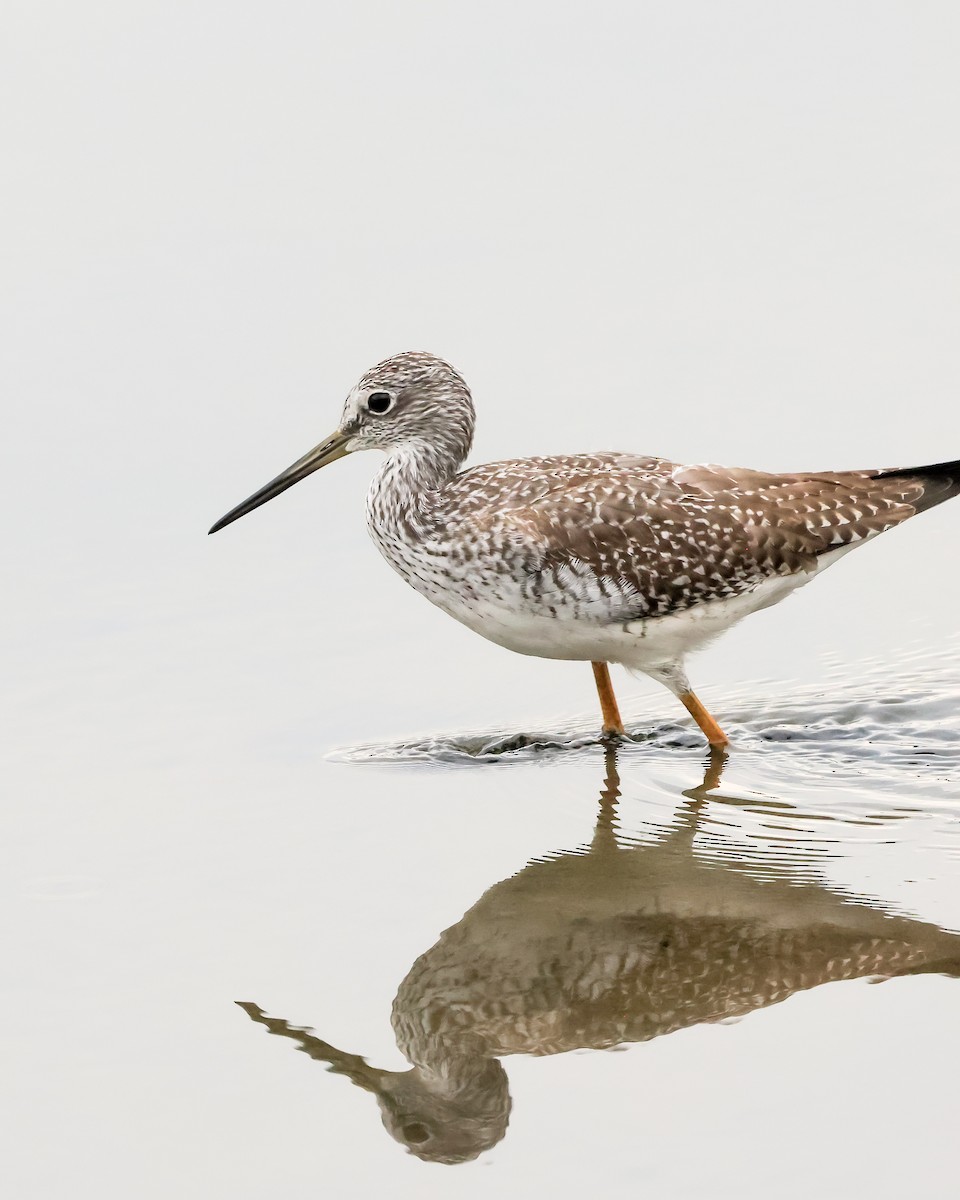 Greater Yellowlegs - ML643131897