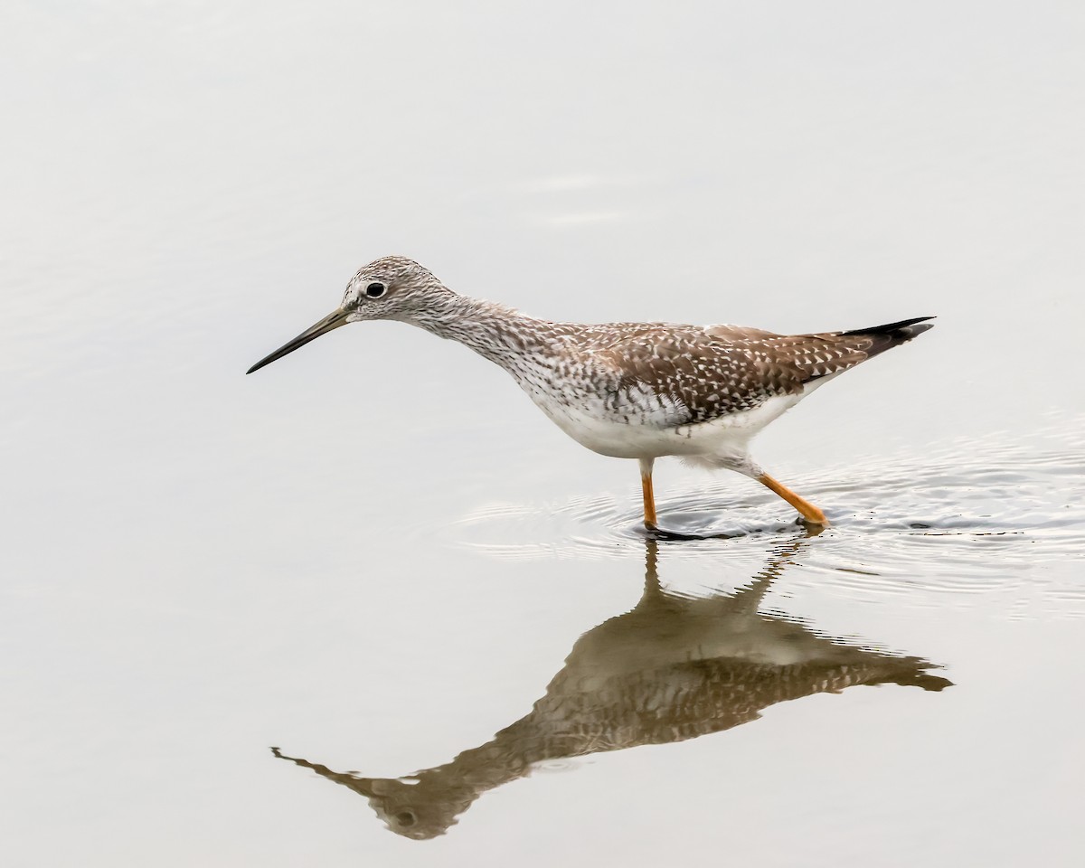 Greater Yellowlegs - ML643131898