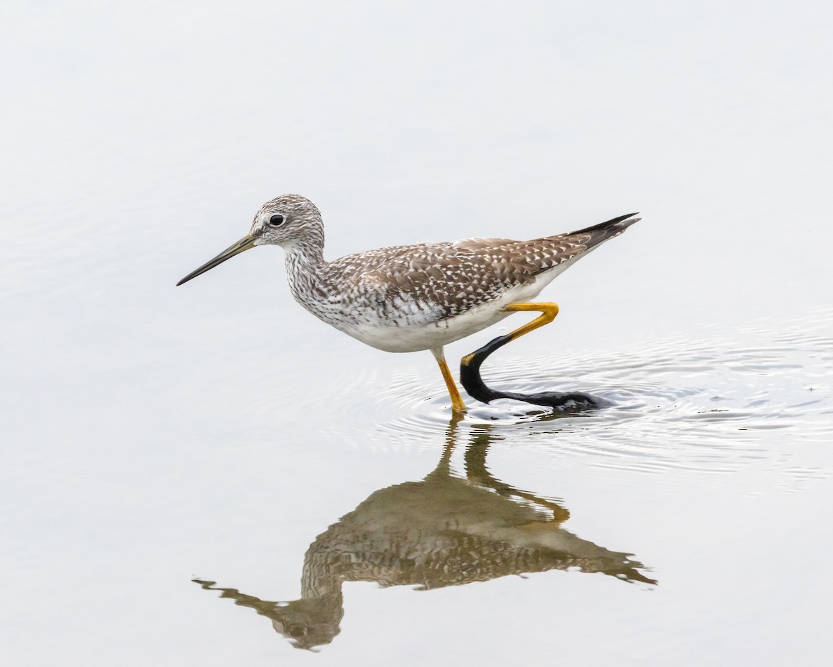 Greater Yellowlegs - ML643131902