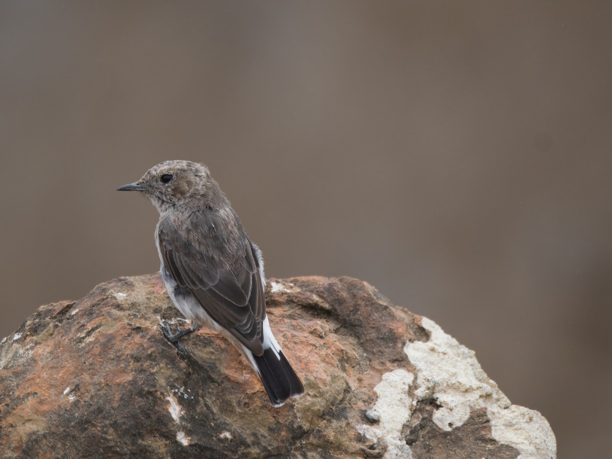 Arabian Wheatear - ML643131909