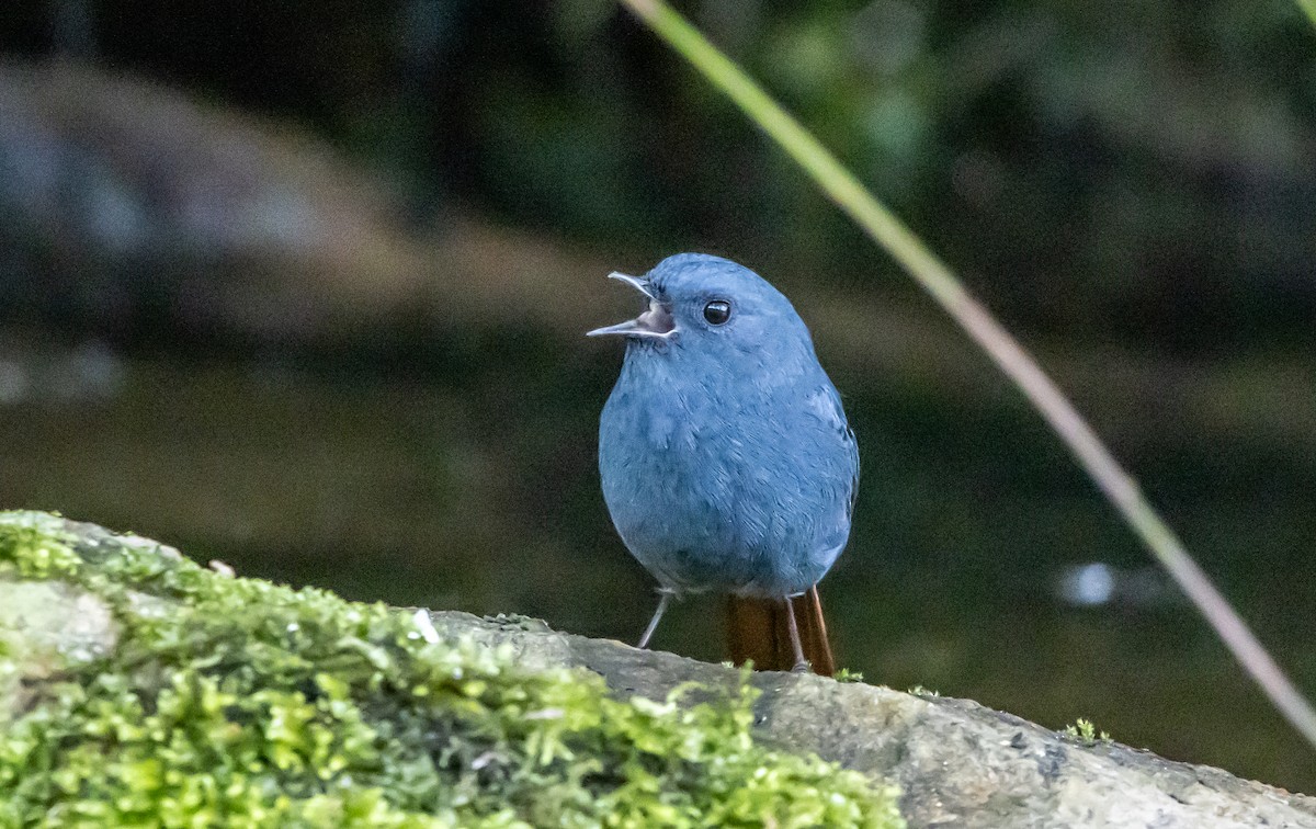 カワビタキ - ML643131910