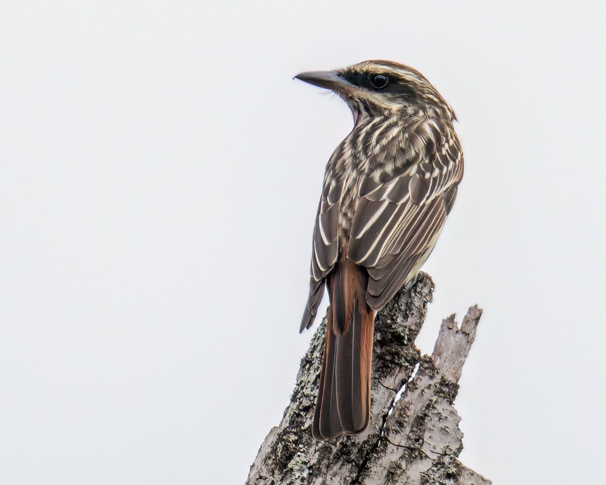 Streaked Flycatcher - ML643131970