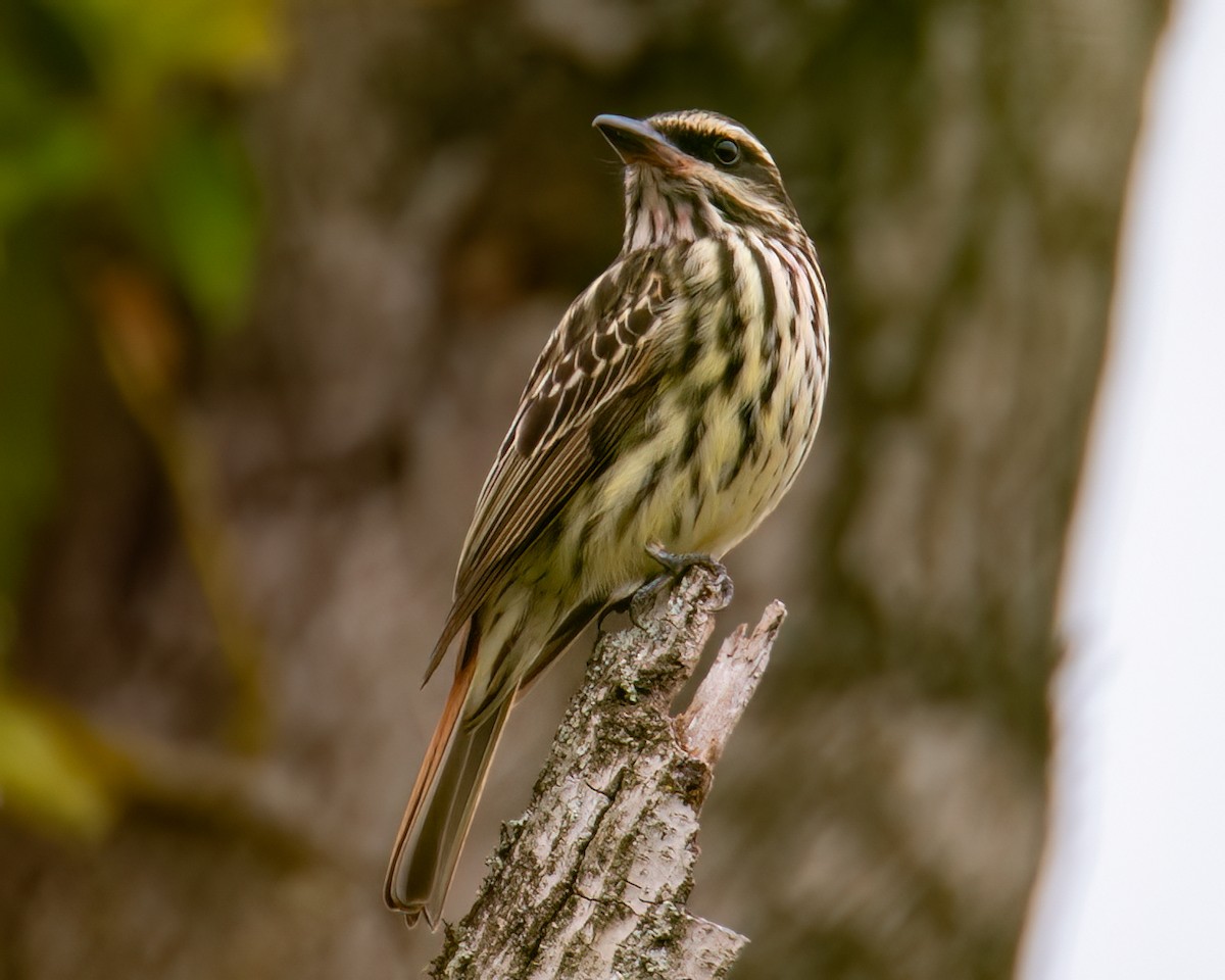 Streaked Flycatcher - ML643131971