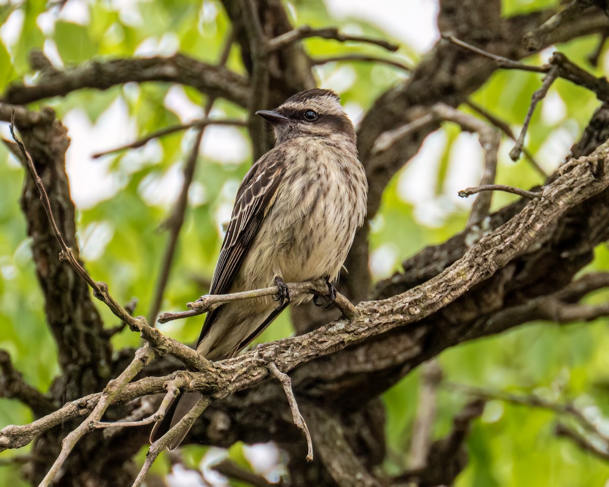 Variegated Flycatcher - ML643131995