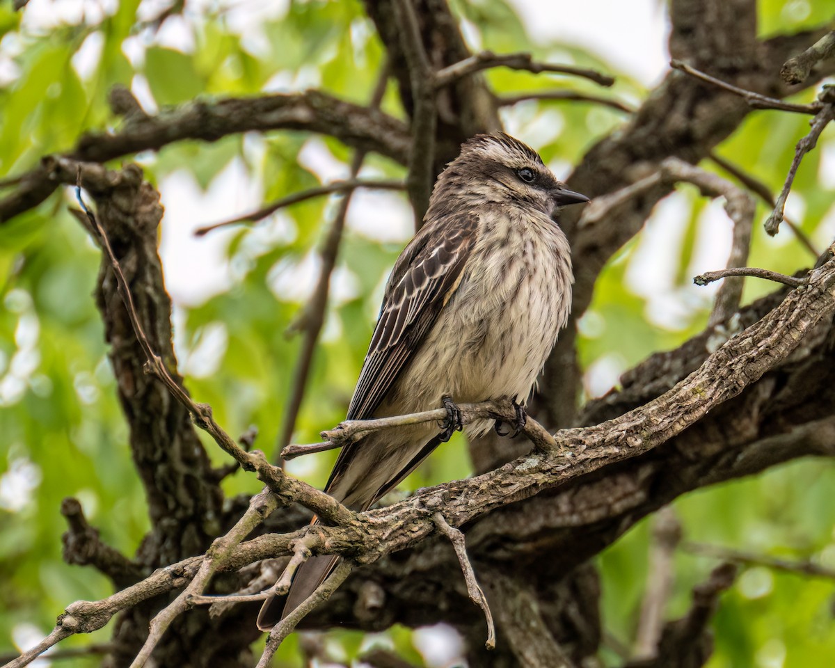 Variegated Flycatcher - ML643131996