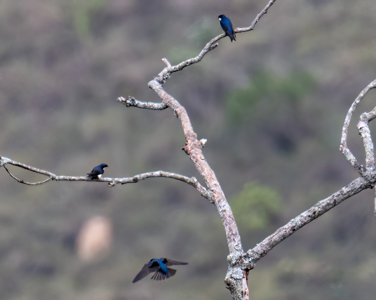 Blue-and-white Swallow - Victor Pássaro