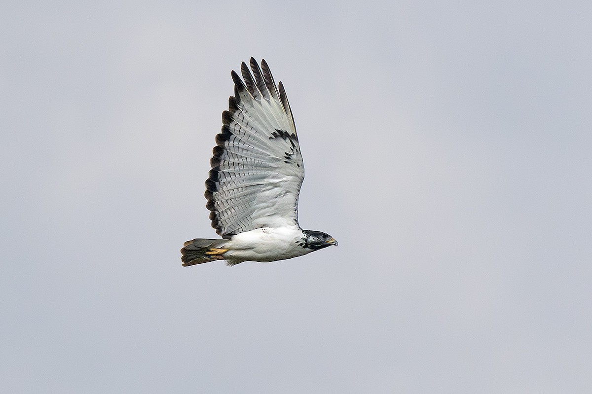 Augur Buzzard (Augur) - ML643132024