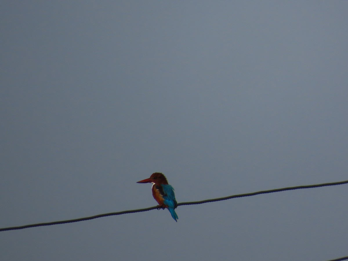 White-throated Kingfisher - ML643132025