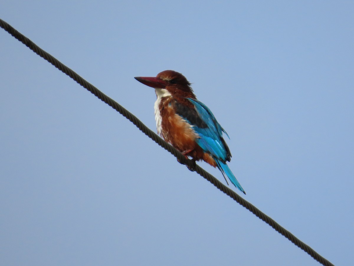 White-throated Kingfisher - ML643132030