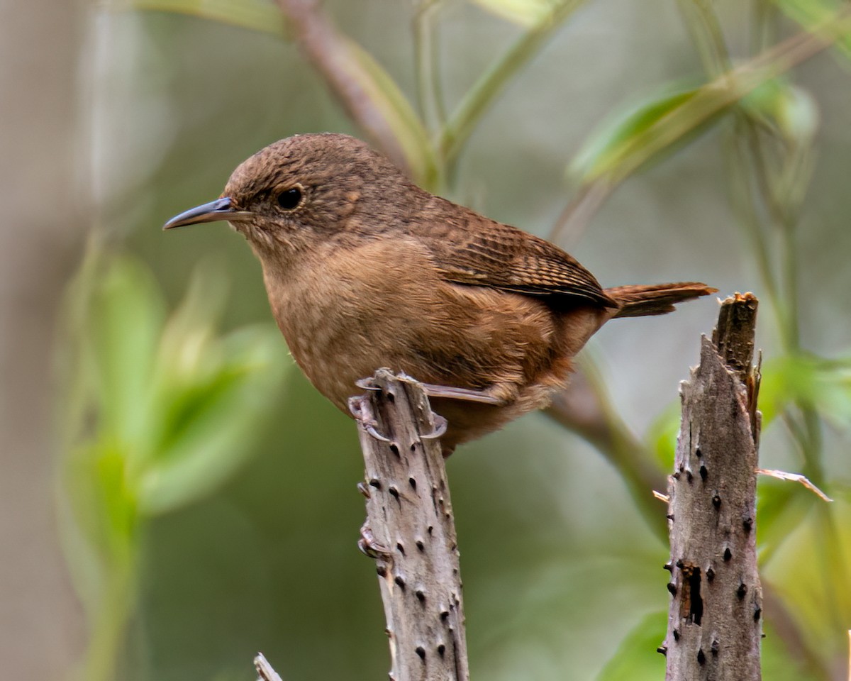 Southern House Wren - ML643132031