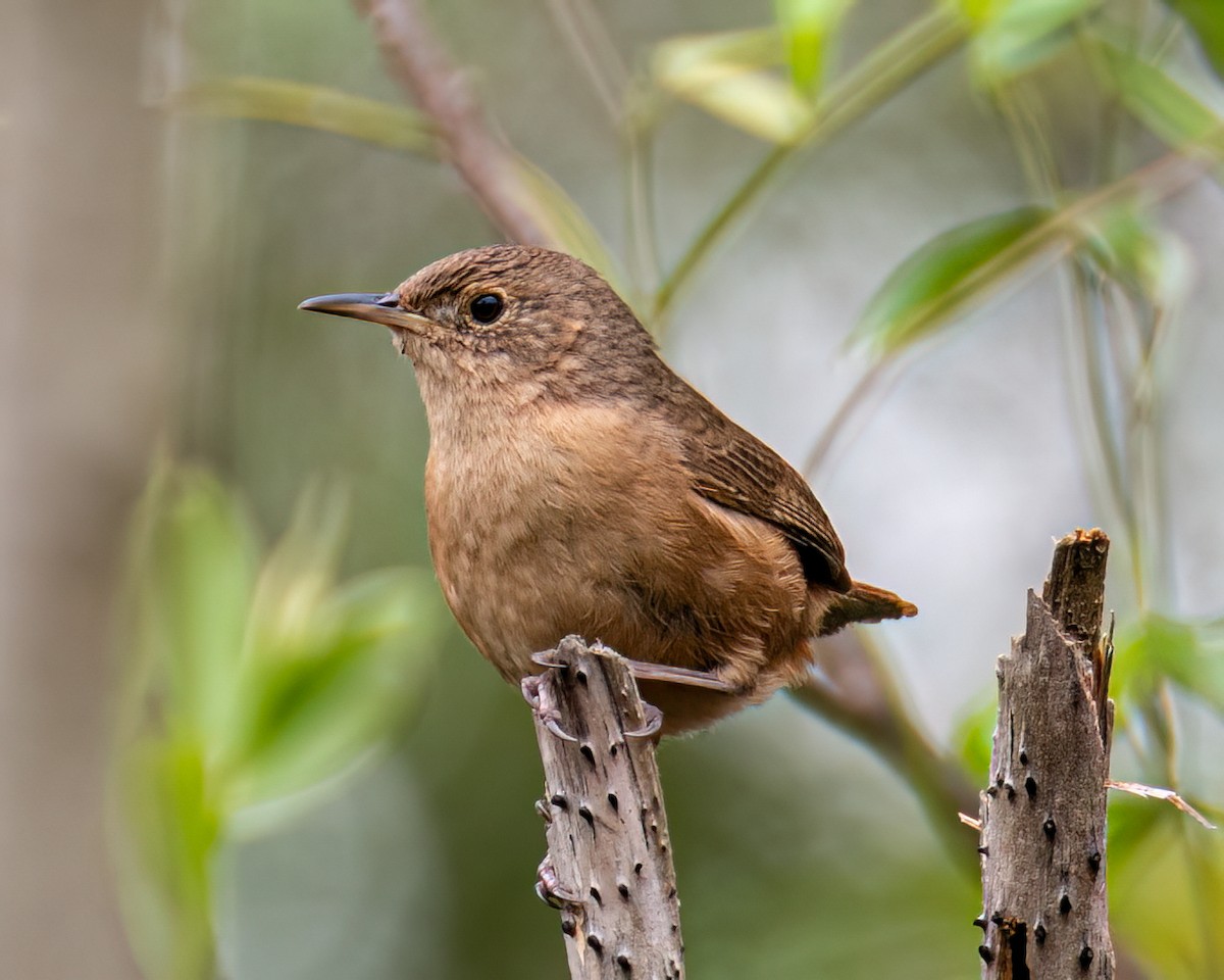 Southern House Wren - ML643132032