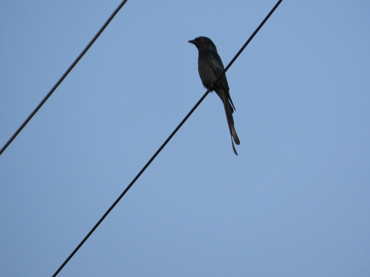 灰卷尾 - ML643132058