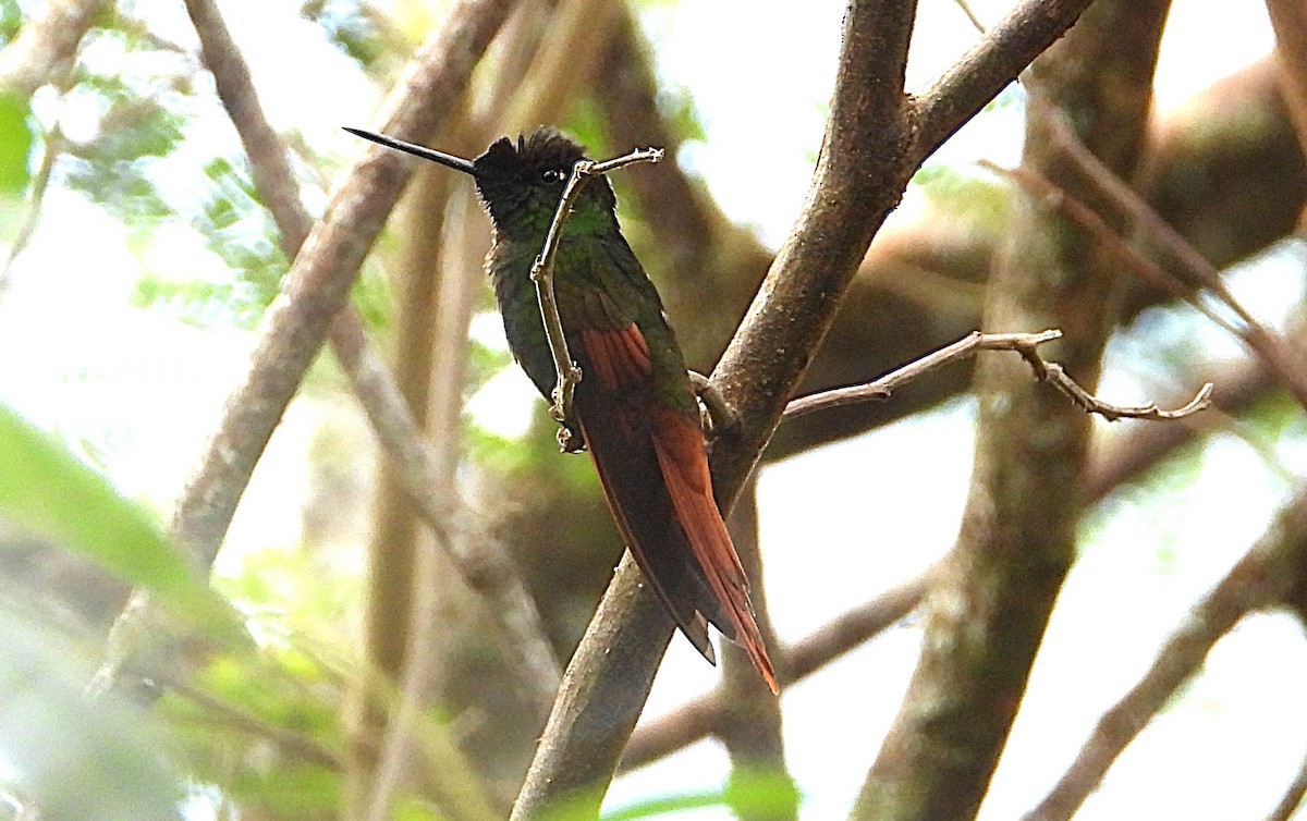 Rainbow Starfrontlet - ML643132064