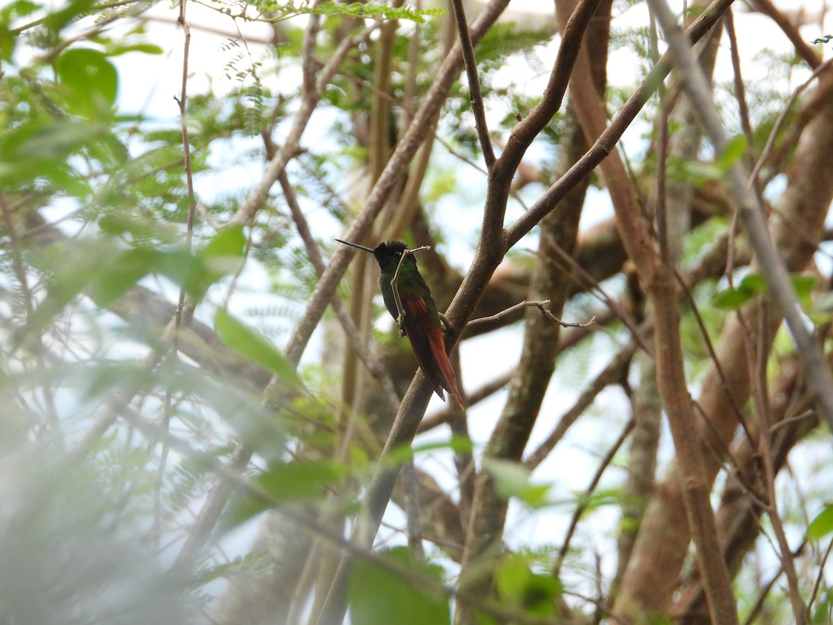 Rainbow Starfrontlet - ML643132067