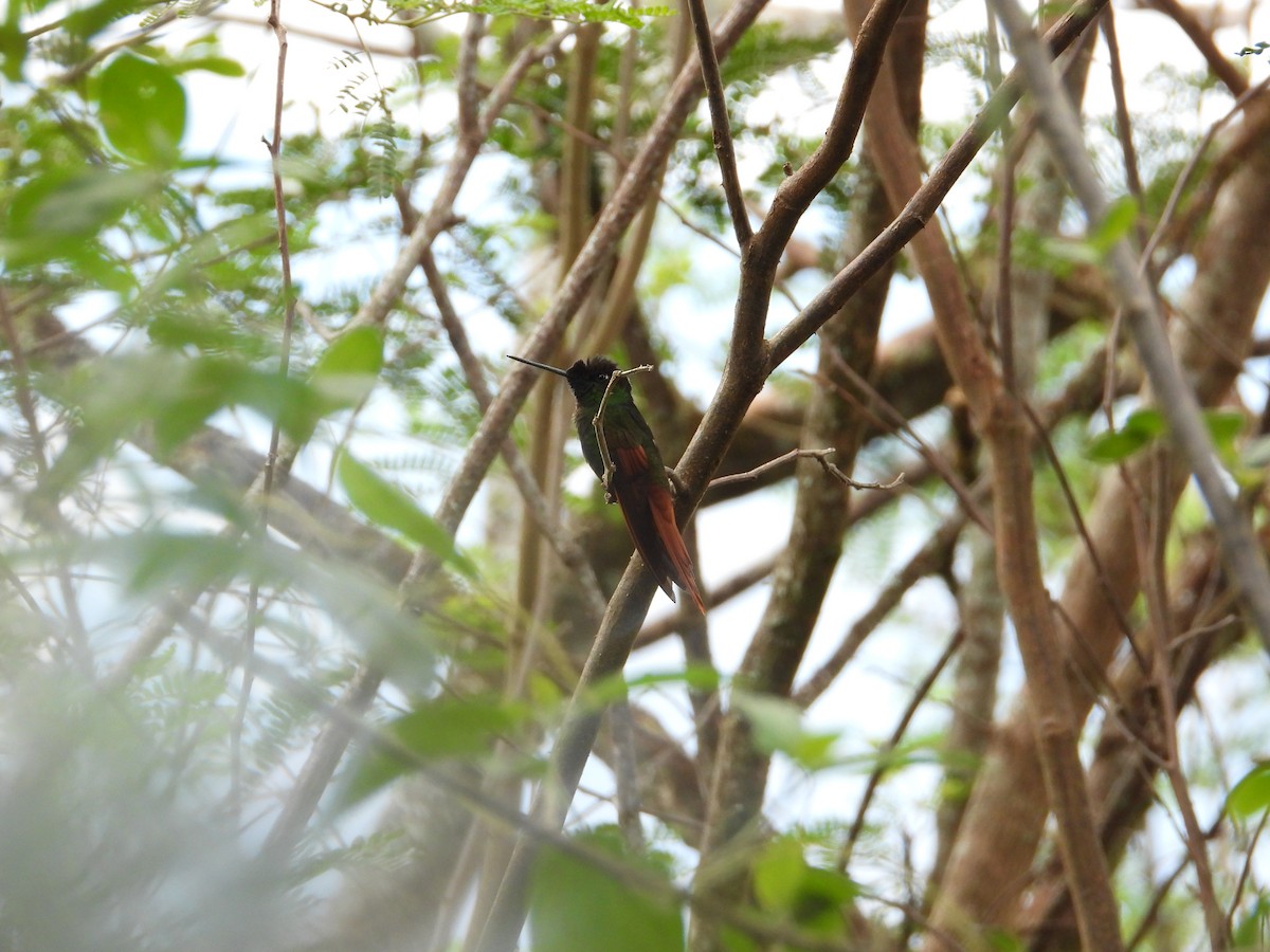 Rainbow Starfrontlet - ML643132068