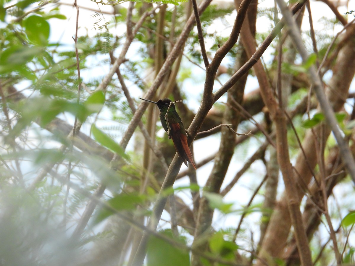 Rainbow Starfrontlet - ML643132070